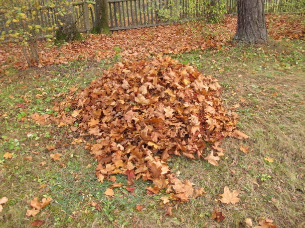 istock Leaf pile from maple leaves in autumn in the garden 1342212065