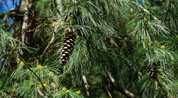 Brown cones and needles of Himalayan pine (Pinus wallichiana)known as Bhutan or blue pine. Sunny day in spring Arboretum Park Southern Cultures in Sirius (Adler) Sochi. Brown cones and needles of Himalayan pine (Pinus wallichiana)known as Bhutan or blue pine. Sunny day in spring Arboretum Park Southern Cultures in Sirius (Adler) Sochi. pinus wallichiana stock pictures, royalty-free photos & images