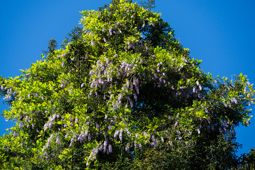 Flowering Purple Wisteria, Chinese or Japanese Wisteria on big evergreen Sequoia sempervirens (Coast Redwood Tree) in Arboretum Park Southern Cultures in Sirius (Adler) Sochi. Nature wallpaper