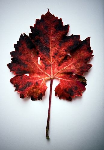 Red grape leaf