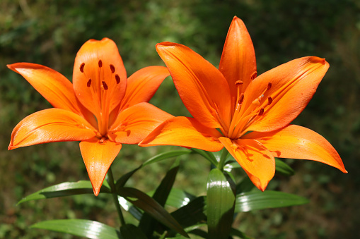 Bright orange lily flowers in bloom in the garden on a sunny day. Lilium plant in bloom on summer