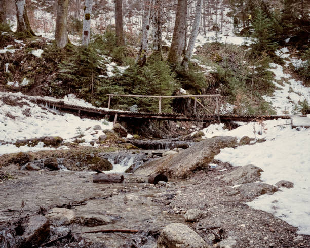 istock A wooden bridge over a river in the forest 1342214992