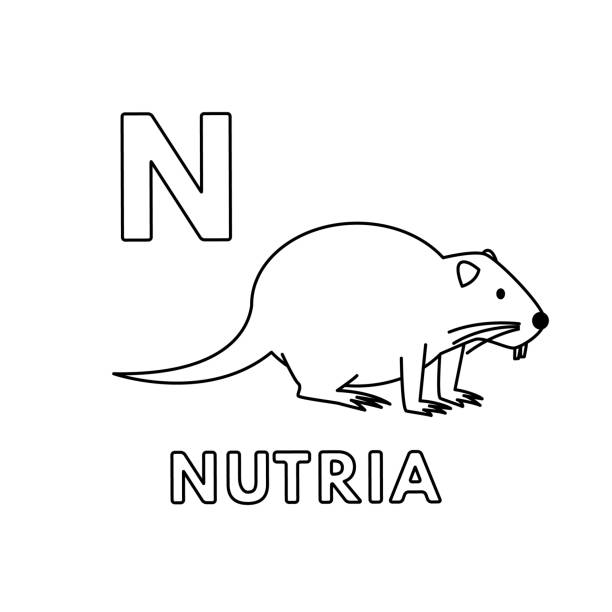 Vector Cute Cartoon Animals Alphabet. Nutria Coloring Pages Alphabet with cute cartoon animals isolated on white background. Coloring pages for children education. Vector illustration of nutria and letter N nutria rodent animal alphabet stock illustrations