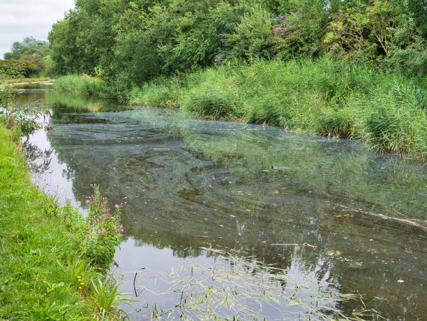 pollution de surface sur le canal leeds liverpool dans le lancashire, angleterre, royaume-uni - water pollution photos et images de collection