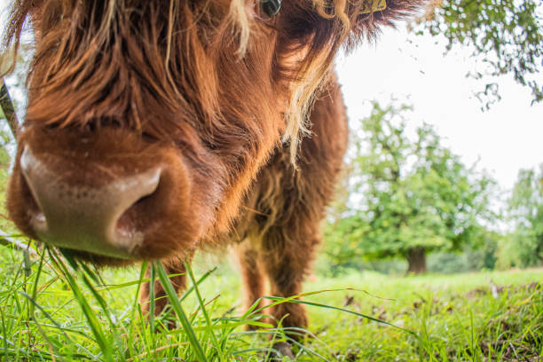 These cows are well known because of their flurry red hair