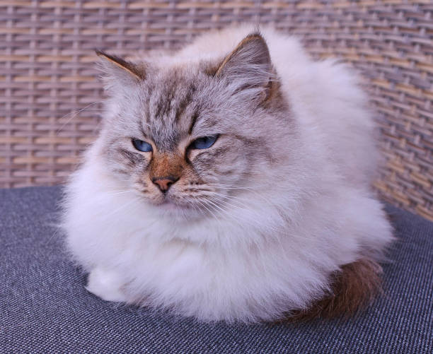 istock A Birman cat sitting like a Diva on a couch 1342218659