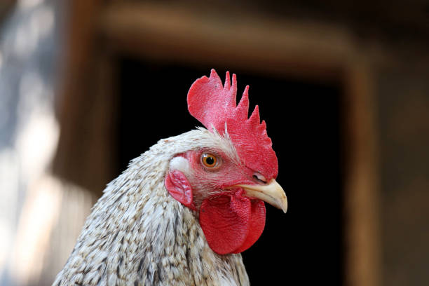 istock Rooster in the chicken coop 1342222381