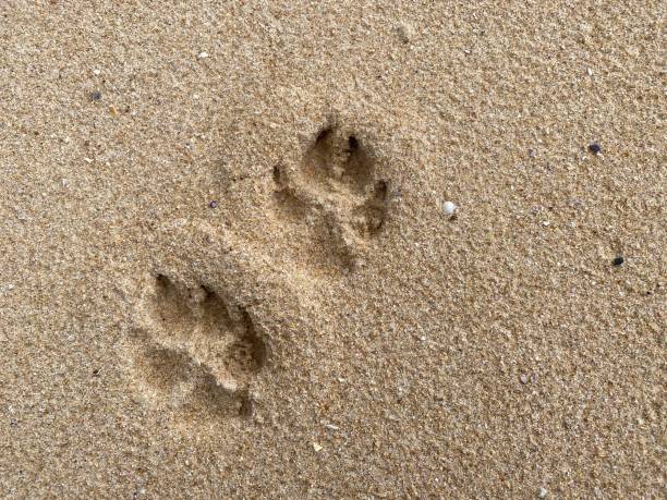 istock Paw prints in the sand 1342223236