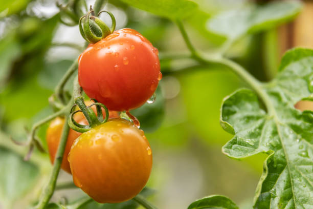 tomates dans le jardin après la pluie - nature rain crop europe photos et images de collection