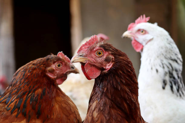 istock Chickens on a farm, poultry  in countryside 1342223385
