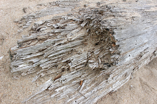 Profile view of the weathered and eroded end of a driftwood log on a beach
