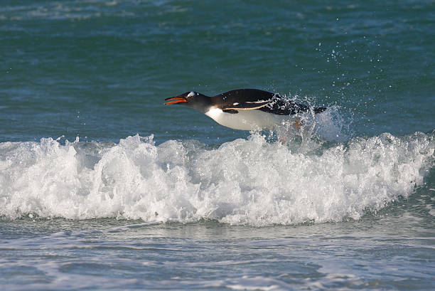 Penguin Swimming in the Ocean