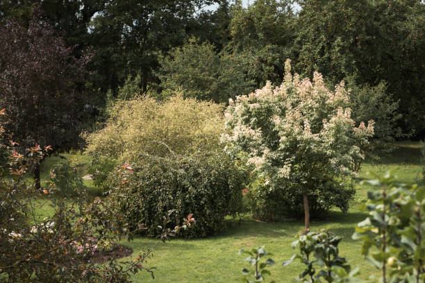 istock ornamental trees and plants in garden 1342228421