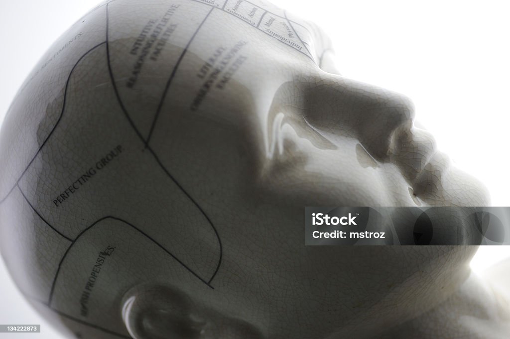 Crâne de phrénologie - Photo de Crâne de phrénologie libre de droits