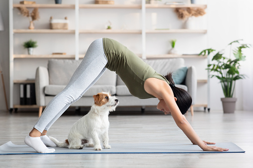 Athletic asian young woman doing yoga with her adorable loyal red and white doggy at home, chinese lady standing in downward dog pose, jack russel puppy sitting by owner on fitness mat, side view