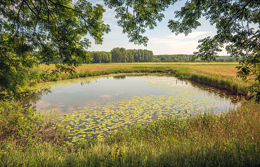 Small lake in the Dutch nature reserve Elshoutse Wielen near the village of Elshout, municipality of Heusden, province of North Brabant. The lake was created after a dike breach in the 18th century.