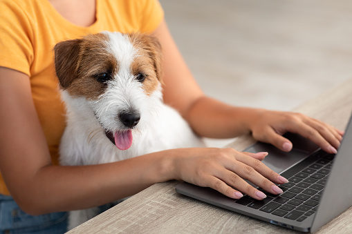 Closeup of cute fluffy dog jack russel terrier sitting on unrecognizable young woman lap while she typing on laptop keyboard, red and white puppy helping his mom working from home, copy space