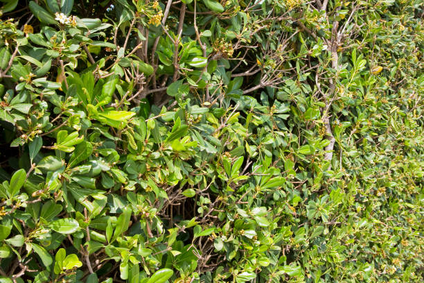 Fresh green cut privet hedge in an Italian public park Fresh green cut privet hedge in an Italian public park privet stock pictures, royalty-free photos & images