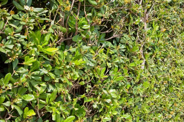 Fresh green cut privet hedge in an Italian public park