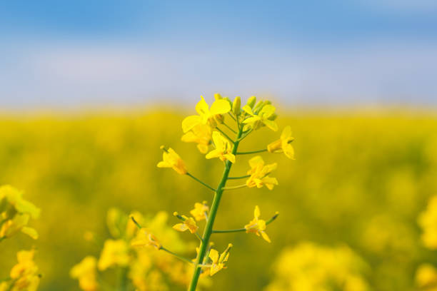 istock photo canola field 1342232879