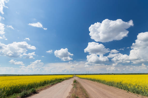 istock photo canola field 1342232950