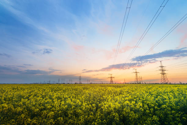 istock bright colorful sunset canola 1342232957
