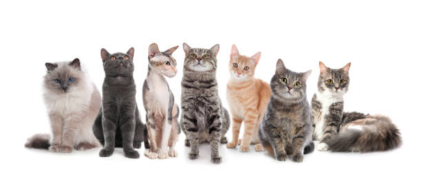 istock Adorable cats on white background. Banner design 1342233277