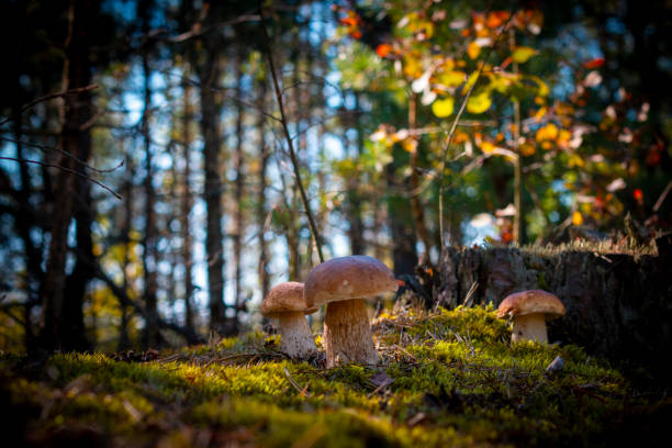 istock three brown cap mushroom grow in wood 1342233291