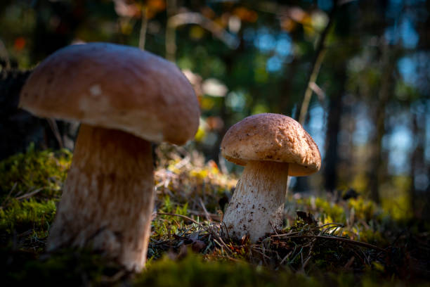 istock two big brown cap mushroom in forest 1342233299