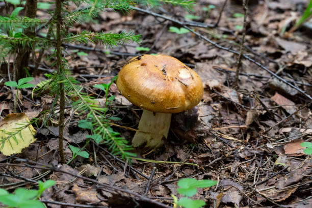 istock Edible mushroom, Valuy lat. Russula foetens . october 1342233382