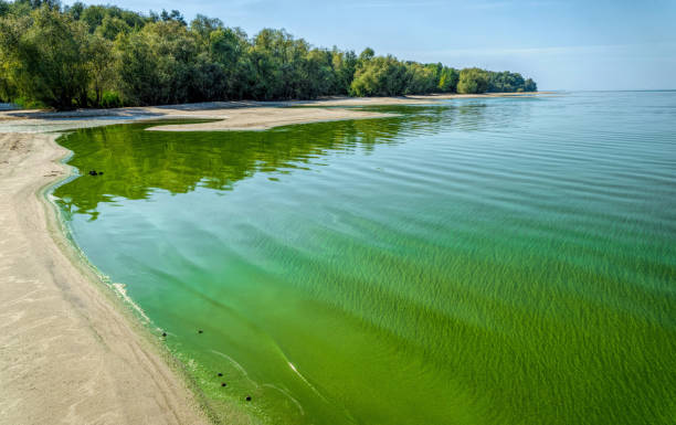 istock Ecological crisis. Swampy polluted river water 1342234630