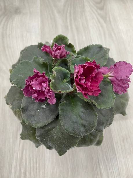 istock Blossoming deep red bordo colored african violet flower 1342234825