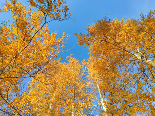 istock Yellow autumn foliage on trees against blue sky 1342235117
