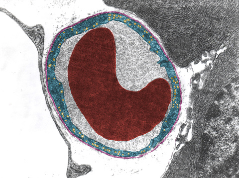 False colour TEM of a capillary with a red blood cell (red). The endothelial cell (blue) shows many pinocytosis vesicles (yellow). The basement membrane is marked in pink.