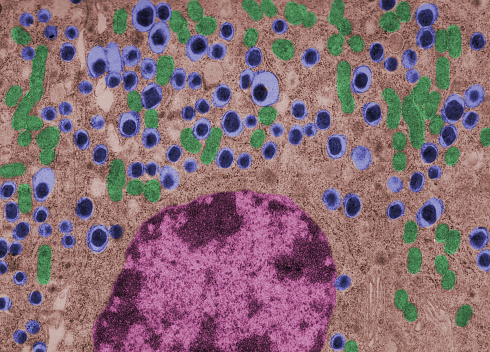 False colour transmission electron microscope (TEM) micrograph of a beta cell of a islet of Langerhans showing the typical insulin granules (blue), mitochondria (green) and nucleus (purple).\