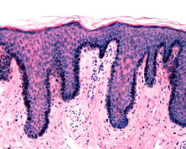 istock Pigmented skin. Human breast nipple 1342236787