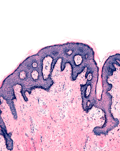 istock Pigmented skin. Human breast nipple 1342236819