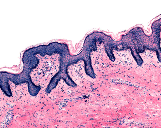 istock Pigmented skin. Human breast nipple 1342236843