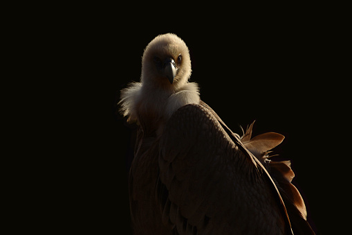 Night: single griffon vulture in back lit composition. The head lights up in the moonlight. in the family of:  Accipitridae.