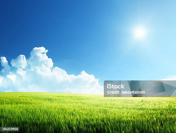 Campo De Cebada Y Al Atardecer Foto de stock y más banco de imágenes de Agricultura - Agricultura, Aire libre, Azul