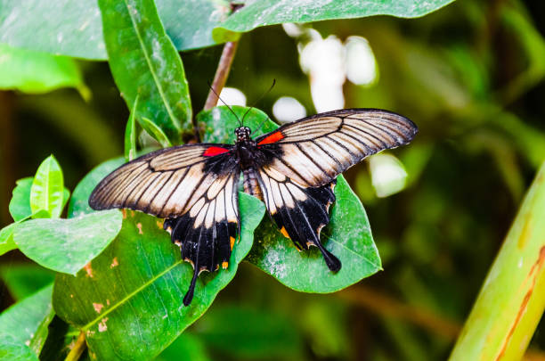 papilio memnon butterfly, lepidopteron - lepidopteron imagens e fotografias de stock