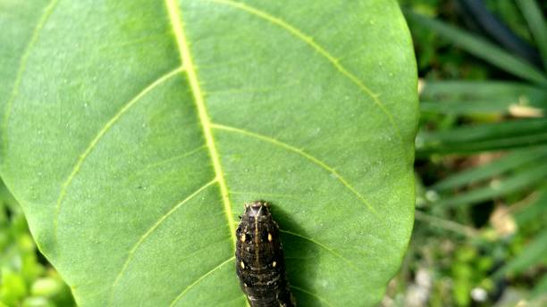 istock cute black caterpillar on the leaf 1342242212