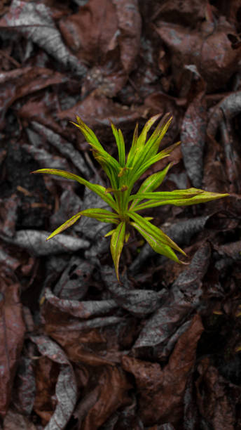 istock Fireweed grows through dry leaves in spring, close-up 1342242269