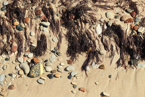Posidonia mediterranea on the seashore
