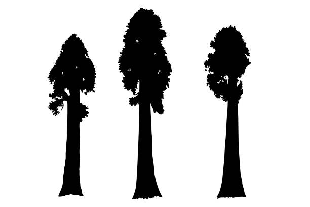 Sequoia vector Sequoia trees illustration. giant sequoia; also known as giant redwood, Sierra redwood, Sierran redwood, Wellingtonia or simply big tree. Various shapes.  Vector. sequoia tree stock illustrations