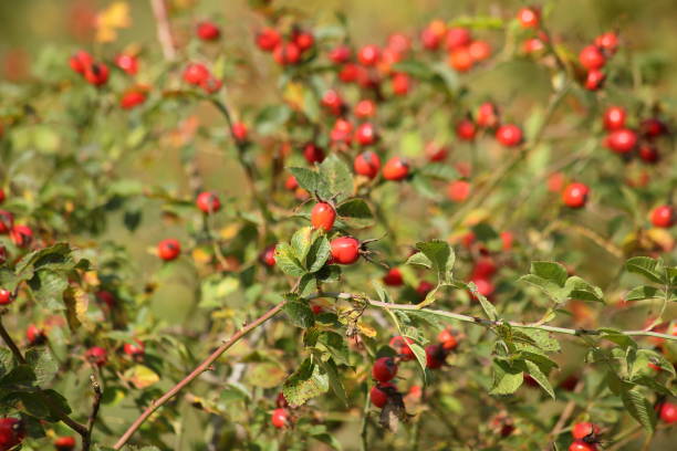 istock Autumn Background of Rosehip branches with red berries. 1342242575