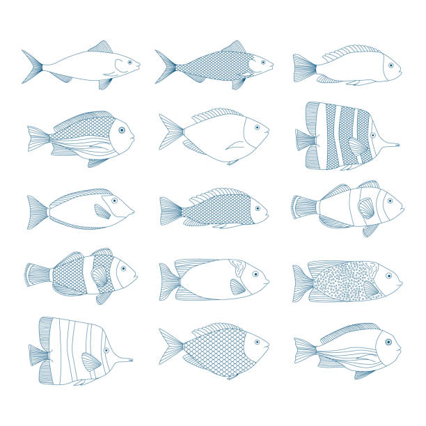 illustrations, cliparts, dessins animés et icônes de ensemble d’illustrations de poissons à contour vectoriel. icônes bleu mer. - natural pool fish sea water