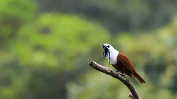Photo of Male three-wattled bellbird (Procnias tricarunculatus) is a Central American migratory bird of the cotinga family