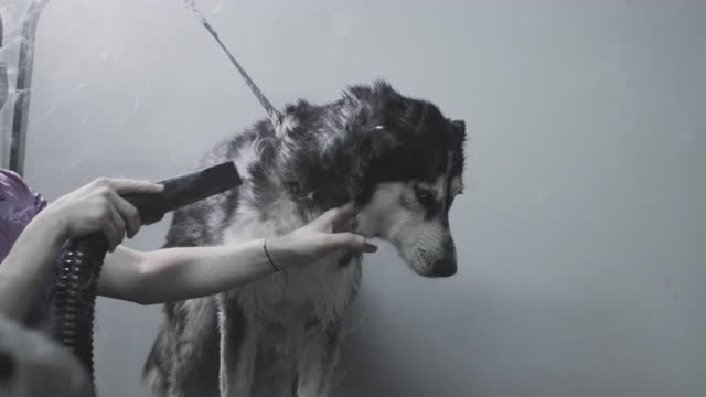 The groomer dries the husky's fur. Hairdresser dries the hair dryer pet dog's fur after washing in the bath. Animal care in the beauty salon
