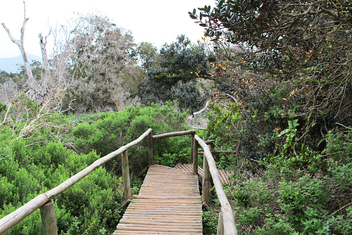 wooden bridge in the  Bosque Fray Jorge national park